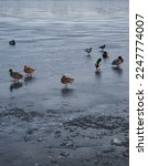 Ducks On The Frozen River ...