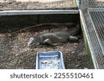 An Iguana Sleeping On A Farm...