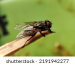 Small photo of Close up house fly landed on chopsticks . The house fly, Musca domestica is a well-known cosmopolitan pest of both farm and home.