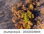 Drone Photo Of Burnt Pine...