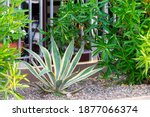Small photo of American aloe or Agave growing in flower bed in a park