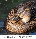 Small photo of Close up of a Mallard swimming in a pond, RSPB St Aidan's