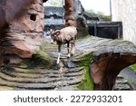 Selective focus of european mouflon that is running in its cage.