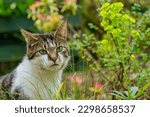 Small photo of Adorable striped grey and black A striped feline exhibiting a snowy neckline lounged gracefully amidst a vibrant green garden, accompanied by a lush, flourishing leafy splurge plant nearby.