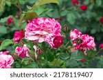 Small photo of Magnificent and showy roses are the best decoration of a garden or park. "Abracadabra".