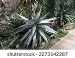 Aloe Marlothii A.berger  Also...