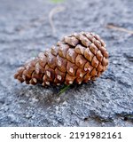 Pinecone In Nature  Only...