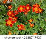 Small photo of Signet marigold flowers with bright orange and yellow colors and green leaves grow abundantly in the garden