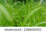 Blur Photo Of Thriving Weeds
