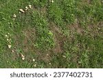 Small photo of Top view of a fairy ring, circle, elf ring, circle formed by a fairy ring mushroom, champignon (Marasmius oreades) fungus on a green lawn.