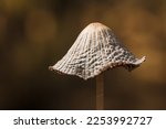 Some Wild Brown Mushroom Cap On ...