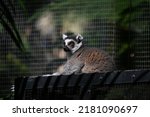Images of lemurs taken at Currumbin Wildlife Sanctuary, Queensland Australia
