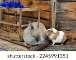 Small photo of Brown rabbit and guinea pig near the cage