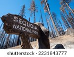 Wooden Sign For Sequoia...