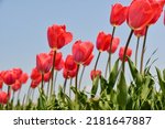 Flowrs tulips nature spring red
