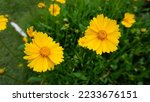 Spear Leaved Coreopsis...