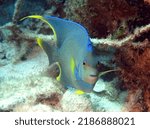 Small photo of Townsend Angelfish in the Tropical Westyern Atlantic