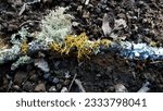 Small photo of Lichen grows in many interesting forms. Those with a flattened and crusty appearance are called crustose lichen. Foliose lichen have raised, leaf-like lobes.