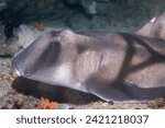 Small photo of Port Jackson Shark left side, nose, dorsal fin and horn. An ancient order of sharks horn sharks have a horn to help prevent predation.
