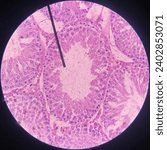 Small photo of Compartment of Seminiferous Tubule in Testes Rattus norvegicus Under Microscope using Hematoxylin Eosin (Male Reproduction System)