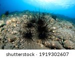 Black And Spiny Sea Urchins On...