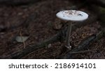 White Amanita Mushroom In The...