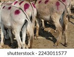 Back View Of Group Of Donkeys....