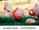 Group Of Flamingos At Zoo...