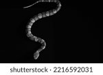 Small photo of Venomous copperhead snake in slither on black background from top view.