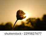 Small photo of Tetraneuris scaposa flower showing four-nerve daisy at dusk with sunset background closeup during spring in Texas landscape.