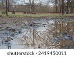Small photo of Muck and mud during rainy weather on farm with reflection of tree in water.