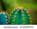 Close Up Of Globe Shaped Cactus ...