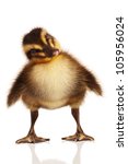 Cute Domestic Duckling Isolated ...