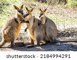 Walabi Kangaroo Family...