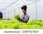 Small photo of Agribusiness farmer and hydroponic farming concept, African woman inspecting quantity and quality of salad vegetable before harvesting salad hydroponic vegetable in greenhouse farm.