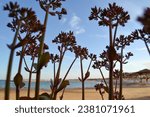 Small photo of Parry's agave Plant, Agave parryi, Agave family, in blurred beach background of sea and sky.