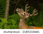 White-tailed male deer with big antlers eating from tree leaves in the woods 