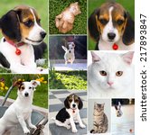 Collage Of Different Cute Pets  ...