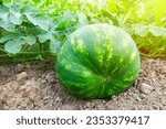 Small photo of A bountiful, ripe watermelon graces the organic garden bed. This sweet, juicy fruit thrives on an organic farm in the northern hemisphere's challenging agricultural region.