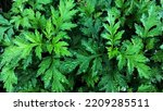 Small photo of Close up shoot of Artemisia vulgaris, this plant is also known as riverside wormwood; mugwort; common mugwort; wild wormwood; old uncle Henry; sailor’s tobacco; chrysanthemum weed; and felon herb