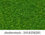 Seamless moss texture for wall decoration, wall mural, green for interior architecture, ambient wall material 2