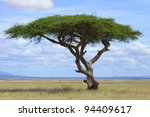 Large Acacia Tree In The Open...