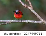 Small photo of Green-tailed Sunbird Aethopyga nipalensis karenensis (Ticehurst, 1939)