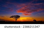 Small photo of Panorama silhouette tree in africa with sunset.Tree silhouetted against a setting sun.Lovely sunset in Kalahari with dead tree and bright colours.Sunset in Africa, savanna landscape