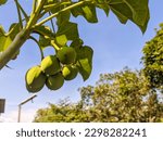 Small photo of A jatropha curcas fruit still hanging on the tree. Also called as physic nut, Barbados nut, poison nut, bubble bush or purging nut