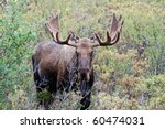 Bull Or Buck Moose In Denali...