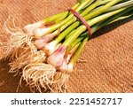 Small photo of Green garlic bunch sprouted garlic immature bulb and leaves spice vegetable food ingredient green allium sativum bulbous plant used as flavoring hara lahasun ail vert ajo alho Photo
