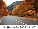 Asphalt road with fallen leaves inl autumn forest. Focus on foreground.