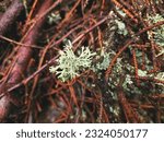 Small photo of Delicate gray lichen thrives on the backdrop of brown branches, creating a serene and captivating harmony of nature's subtlety and intricate details.