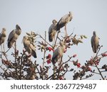 Small photo of Asian openbill perched on a tree in Karimpur nadia